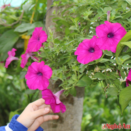 Hoa dạ yến thảo treo chậu - một trong những loại hoa mới được du nhập về làng nghề