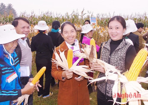  Qua kết quả hạch toán kinh tế ở trên cho thấy lợi nhuận khi sử dụng giống ngô biến đổi gen NK7328 Bt/GT được 640.000 đồng/sào cao hơn nhiều so với giống nền NK7328 chỉ đạt 220.000 đồng/sào