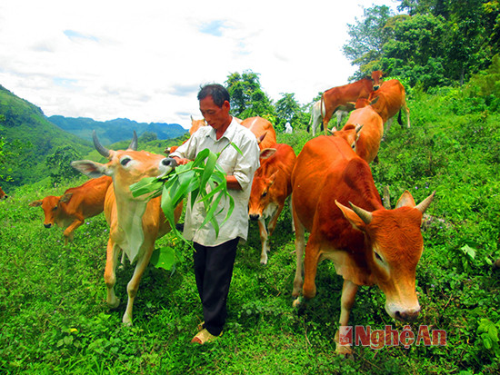 Ông Lầu Chống Tủa, bản Trường Sơn, xã Nậm Cắn hiện đang nuôi hơn 60 con bò.
