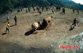 Một trong những cuộc chọi bò hấp dẫn được bà con người Mông tổ chức.