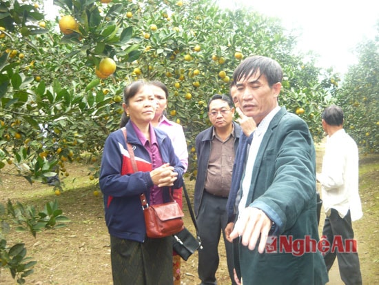Tham quan mô hình trồng cam tại  Công ty Nông - công nghiệp Xuân Thành