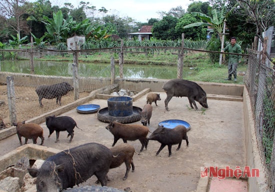 Đàn lợn rừng gia đình ông Tống Văn Chiến ở bản bãi Sở-Tam Quang, Tương Dương đã sắp xuất bán được. 