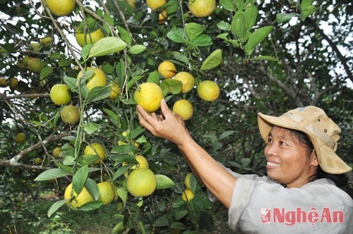  Ví dụ như giống cam Vân Du này sẽ có giá 20 - 25 ngàn đồng/kg. Và đây là một trong những giống cam được trồng nhiều nhất tại Minh Hợp.