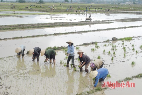 Cấy lúa vụ xuân ở xã Kỳ Tân, huyện Tân Kỳ (Ảnh tư liệu)