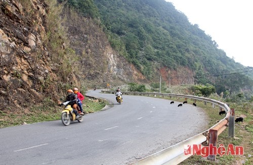 Một bên là núi cao, một bên là vực sâu, con đường uốn quanh như một dải lụa. Có lúc, hành khách bất chợt đàn lợn, đàn dê đang kiếm ăn bên đường.