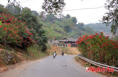 Có đoạn đi qua những hàng rào cây hoa đỏ tươi, cảnh vật càng tạo nên sự hứng khởi và niềm thích thú trên cuộc hành trình.