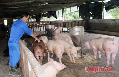 Trang trại chăn nuôi lợn an toàn sinh học của ông ....Tuấn, xóm ..... xã Xuân Sơn, huyện Đô Lương.