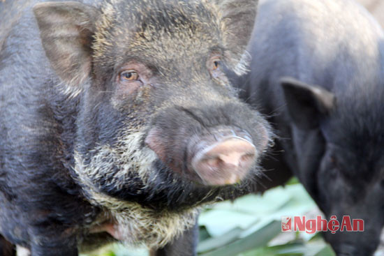 Một nguyên nhân khiến lợn bản địa thơm ngon còn bởi nguồn gốc của chúng là giống lợn lông xù, mõm ngắn nhưng chắc thịt.