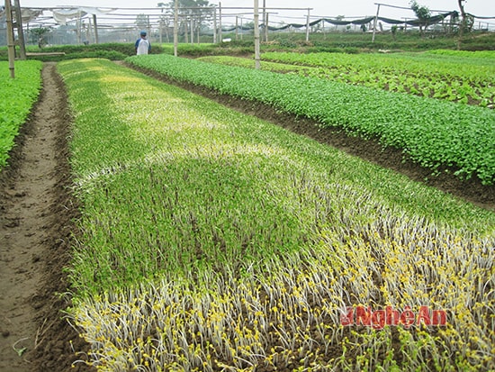 Những luống rau mầm