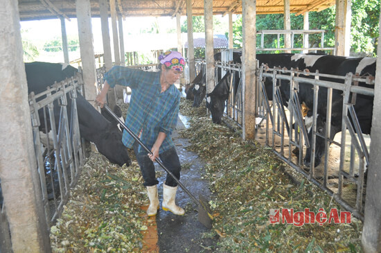 Mô hình trang trại tổng hợp, trong đó chủ lực là bò sữa với 36 con của anh Hồ Sĩ Điều ở xóm 4, xã Nghĩa Tiến cho doanh thu hàng tỷ đồng mối năm
