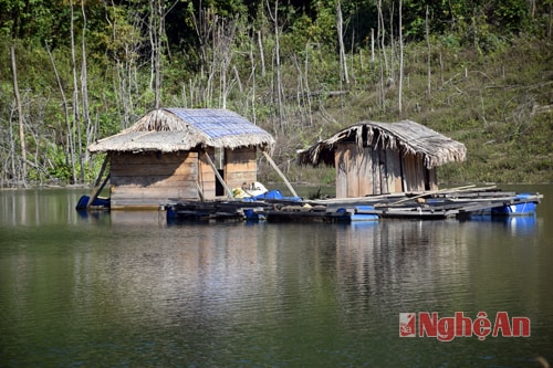 Những lồng cá trên hồ thủy điện Hủa Na được người dân đầu tư rất thuận lợi trong nuôi cá lồng.