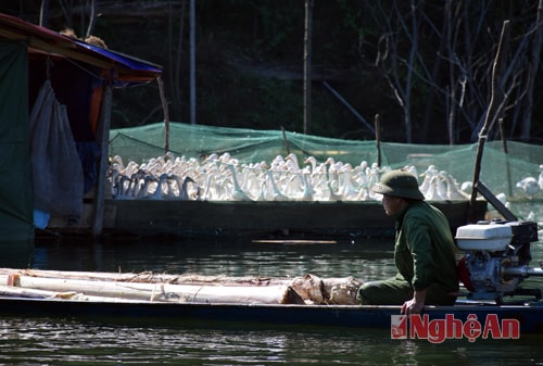 Hàng ngày, ông Hoành vào rừng lấy thân cây chuối về thái nhỏ, trộn với cám ngô, sắn và cá mương đánh bắt dưới lòng hồ lên cho vịt và cá ăn.