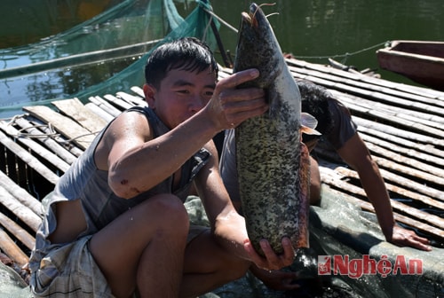 Con cá leo này khoảng trên 3 kg. Giá bán 150 nghìn đồng/kg, có bao nhiêu các nhà hàng ở Thị trấn Kim sơn (Quế Phong) mua về làm món ăn đặc sản.