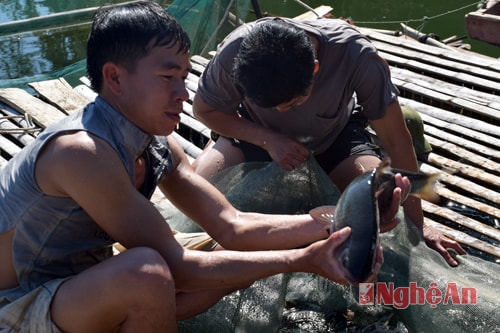 Con cá bọp này nặng 2 kg, giá bán 80.000 đồng/kg.