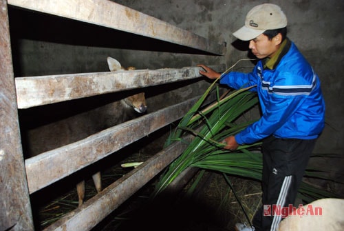 Mô hình nuôi hươu lấy lộc gia đình anh Nghĩa cho thu nhập một năm 30 triệu đồng. Hiện toàn xã có trên 200 con, thu nhập bình quân mỗi hộ trên 25 triệu đồng/ năm.