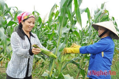 Chị Võ Thị Châu cho biết: Năm nay gia đình chị có 2 sào ngô nếp giống AG 500. Đây là giống ngô cho năng suất cao, chất lượng lại dẻo, thơm. Từ ngày chuyển sang trồng ngô nếp thu nhập trên cùng diện tích tăng hơn rất nhiều. Tính ra 2 sào ngô chị thu về 4 triệu đồng/mùa.