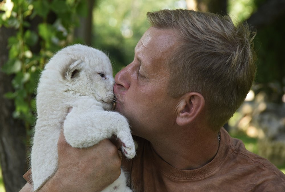 Giám đốc Công viên vườn thú Taigan Oleg Zubkov hôn một chú sư tử con 2 tuần tuổi tại Belogorsk, cách Simferopol, Crimea khoảng 50 km về phía Đông hôm 29/7.