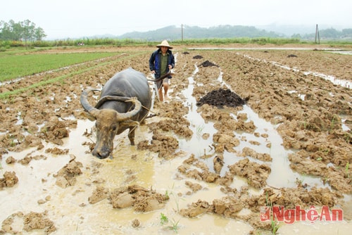Người dân xã Giang Sơn Đông (Đô Lương) cày lật đất chuẩn bị gieo cấy vụ xuân 2016