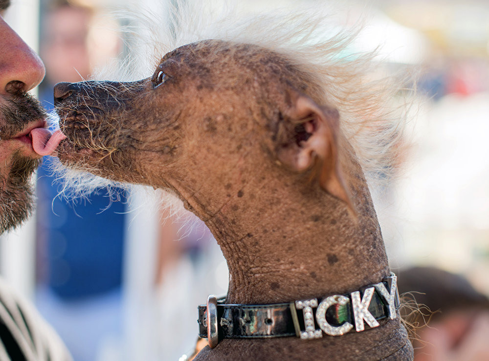 Icky, một chú chó 6 tuổi, hôn người chủ trước khi tham gia Cuộc thi chú chó xấu nhất thế giới diễn ra tại Hội chợ Sonoma-Marin hôm 26/6 tại Petaluma, California.