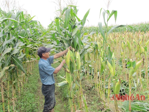 Ngô là cây trồng chủ lực trong cơ cấu giống chuyển đổi của nhiều địa phương