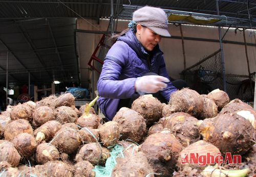 Trong những ngày giá lạnh, có món khoai sọ hầm xương hoặc xắt thành từng miếng, dùng mỡ rán vàng ăn với cơm có tác dụng giữ nhiệt tốt. Đó là cách chế biến khá phổ biến ở vùng cao.