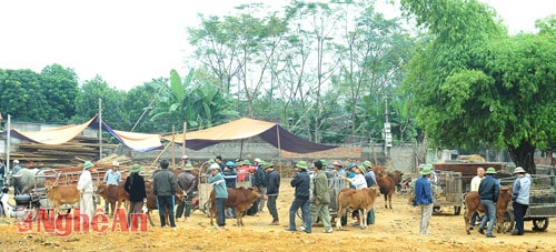 Chợ bò Thanh Lương được hình thành từ năm 1987, gọi là chợ nhưng thực chất chỉ là một bãi đất trống bằng phẳng được quây 4 phía bằng những bức tường rào. 