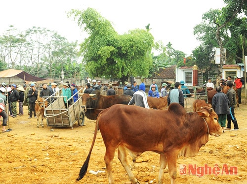 Chợ họp vào các ngày âm lịch: 2, 6, 9, 12, 16, 19, 22, 26 và 29 hàng tháng. Thông thường, mỗi phiên chợ có khoảng hơn 300 - 400 con trâu bò được giao dịch.