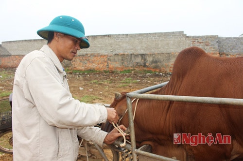 Đối với những người dân mua bò về nuôi, họ sẽ cẩn thận chọn những con bò to khỏe, hay ăn, dễ nuôi.