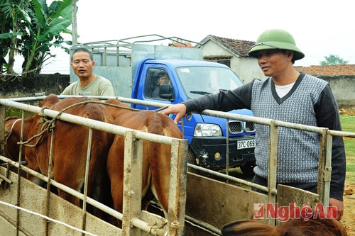 Anh Nguyễn Văn Việt (huyện Nghi Lộc) - một thương lái cho biết: 