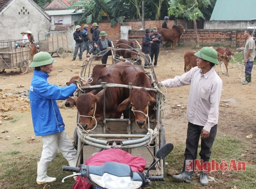 Những chú bò được đưa lên xe về 