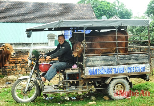 Tại chợ bò, còn có nhiều người chở bò thuê với mức giá khoảng 100.000 đồng/con/chuyến.