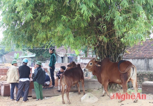 Đây còn là nơi người nông dân trao đổi, học hỏi kinh nghiệm chăn nuôi, chăm sóc trâu bò. 