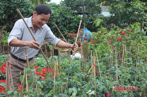 Anh Đoàn Xuân Cảnh- Viện KHKT Bắc trung bộ chăm sóc vườn hoa gia đình mình. Anh Cảnh cho biết: Ngoài đa dạng các lại hoa phục vụ du khách thì người kinh doanh hoa còn phải biết chăm sóc từng mỗi loài hoa, cây hoa đúng quy trình, hoa phải đảm bảo chữ tín để khách hàng còn tìm về những lần sau.