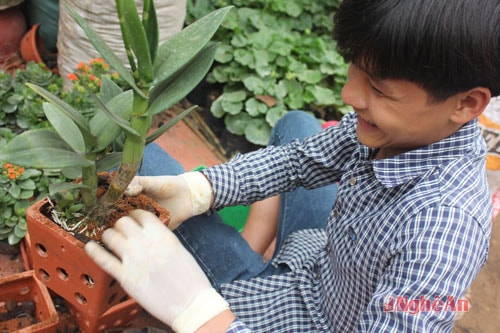 Với những cây trồng trong bình, lọ, người kinh hoa ở làng Thí Nghiệm đã chuẩn bị đất dinh dưỡng trong từng lọ hoa trước khi bán cho khách đồng thời hướng dẫn chu đáo cách chăm sóc hoa để hoa tươi đẹp theo thời gian.