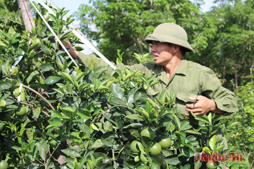 cây cam đem lại hiệu quả kinh tế rất cao cho nông dân vùng Minh Hợp, Quỳ Hợp