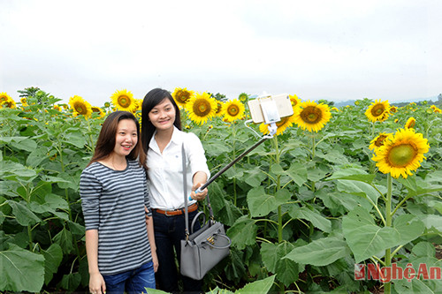 Cánh đồng hoa hướng dương tại Nghĩa Đàn, Nghệ An, một trong những điểm đến mới, hấp dẫn sẽ được quảng bá rộng rãi hơn khi Nghệ An liên kết hợp tác đầu tư, phát triển du lịch với các  địa phương trên cả nước
