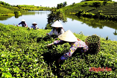 Thu hoạch chè ở Thanh Chương.