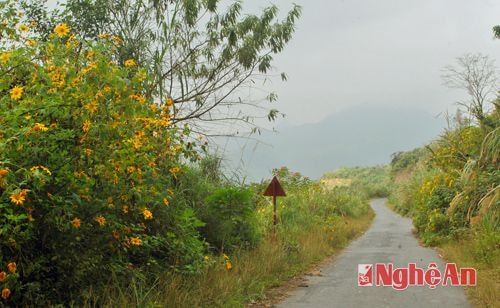 Mùa đông, trên con đường Mường Lống - Mỹ Lý hoa dã quỳ nở vàng hai bên.