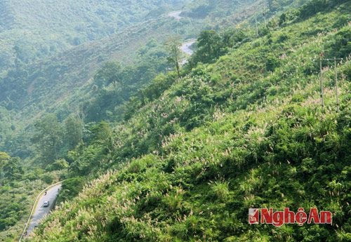 Những đồi hoa lau phủ kín đường lên Nậm Cắn.