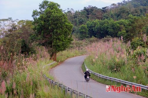 Những đồi lau nối dài trên đỉnh dốc Vẽ.