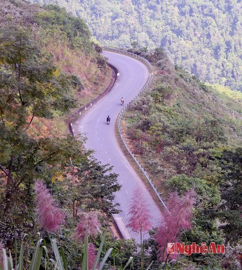 Hoa của loài cây lù cù cũng khoe sắc bên cung đường lên Nậm Cắn.