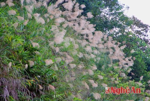 Những đồi hoa lau nằm bên đường tô thêm vẻ đẹp của nó.