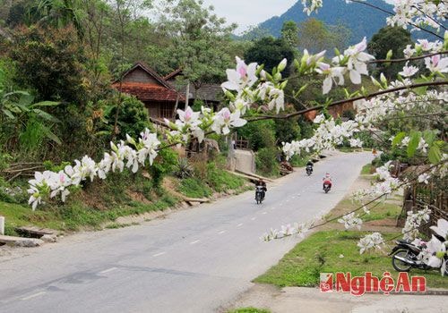 Mùa xuân, hoa ban nở trắng những con đường miền Tây xứ Nghệ.