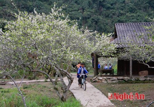 Mường Lống được xem là Mường hoa của miền Tây xứ Nghệ, vào mùa xuân những con đường bê tông thôn bản uốn lượn dưới nhưng rừng hoa mận đua nở.