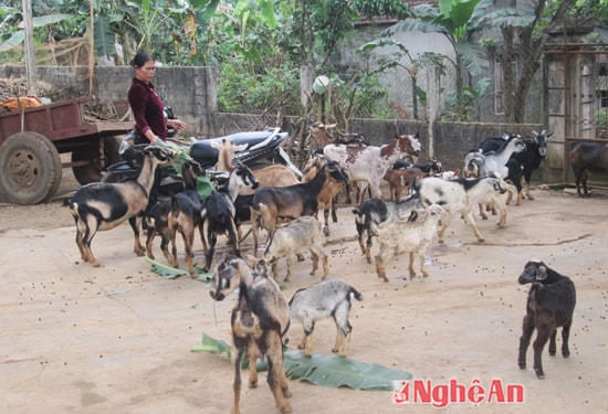 Nhiều hộ ở Nghĩa Đàn phát triển mạnh đàn dê. Trong ảnh: