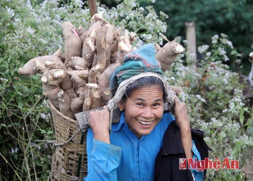 Bà con tỏ ra khá hồ hởi với giống cây trồng mới mẻ này. Giá mỗi kg sắn tại bản hiện tại là 11.000đ.