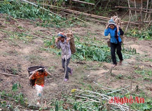 Theo những người dân nơi đây thì mỗi người một người khỏe mạnh có thể thu hoạch và chuyển về được 8 - 10 gùi sắn, tương đương từ 3,5 - 5 tạ.