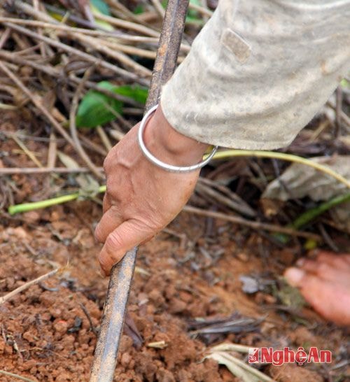 Công việc thu hoạch sắn chủ yếu thực hiện bằng tay, cuốc, thuổng và thường phải tốn nhiều công sức trong khi nguồn lợi mạng lại chẳng đáng là bao.