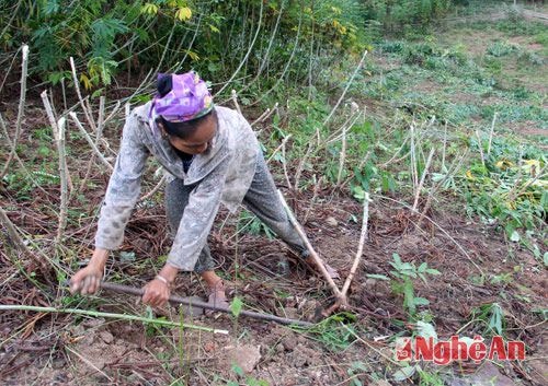 Cũng theo những hộ trồng sắn nơi đây, nhà có thu nhập cao nhất từ việc trồng sắn khoảng 5 - 6 triệu đồng, nhiều nhà chỉ được từ 2 - 3 triệu đồng từ việc trồng sắn.