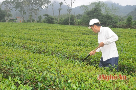 Cách đó không xa, nương chè PH gần 6 sào của anh Vi Văn Sáng - Bản Tân Hương sau khi dùng máy cắt bằng thì phải dùng dao đề dọn chè theo luống